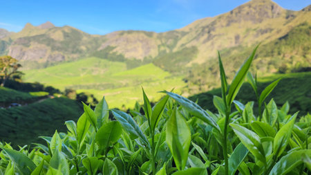 Tea plantation in the Munnar Kerala. Tea plantation is one of the most popular tourist attractions...