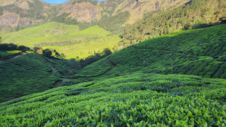 Tea Plantation in Munnar, Kerala, India. Munnar is a popular tourist destination in South India.