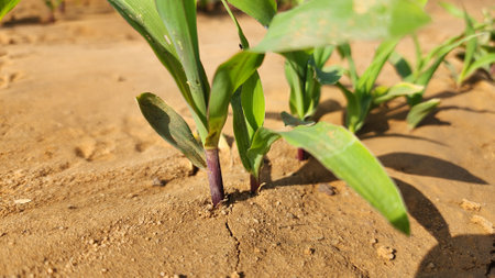 Young corn seedlings growing on the field in the early spring.