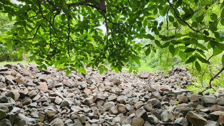 Green leaves and stones in the forest, natural background with copy spaceの写真素材