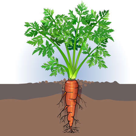 Vector illustration of a carrot plant.のイラスト素材