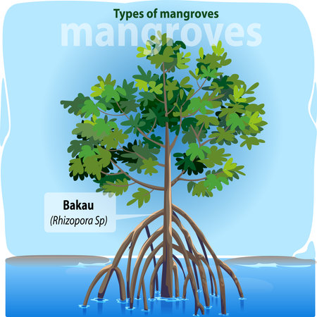 Vector illustration, bakau or rhizopora sp is one of the many types of mangroves found in Indonesia.のイラスト素材