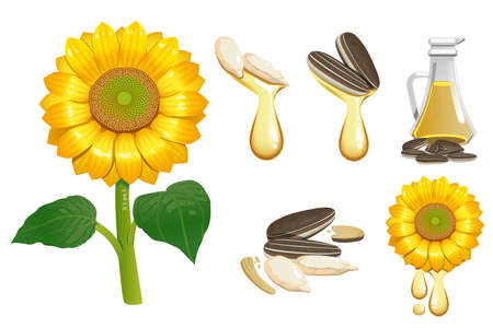 Extraction of oil from sunflower seeds.のイラスト素材