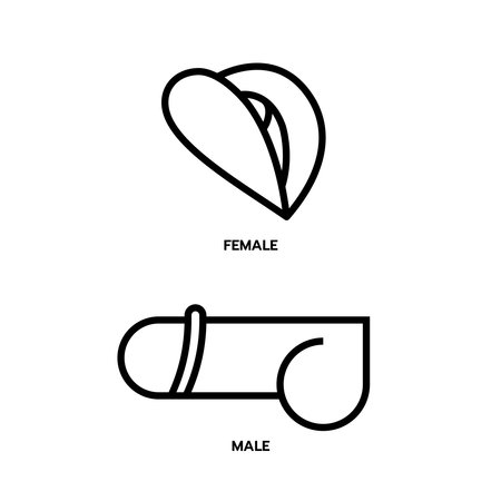 Male and Female genitalia in side view minimalist line.のイラスト素材