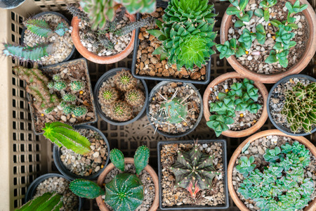 Top view of many cactus in basketの写真素材