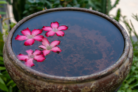 Topview pink flower float in water bowl with green leaf backgroundの写真素材