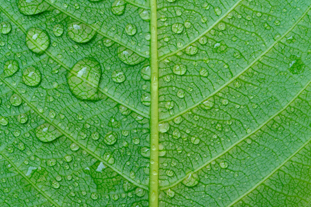 Water drop on green leaf, abstract macro wet foliage texture, pattern and backgroundの写真素材