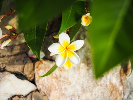 White Plumeria flowers among the green leavesの写真素材