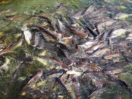 A group of hungry fish at the riverside