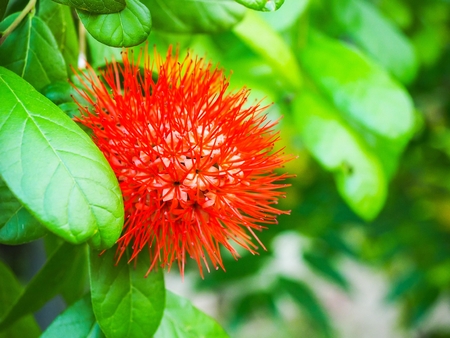 Red Calliandra flower in Thai temple garden