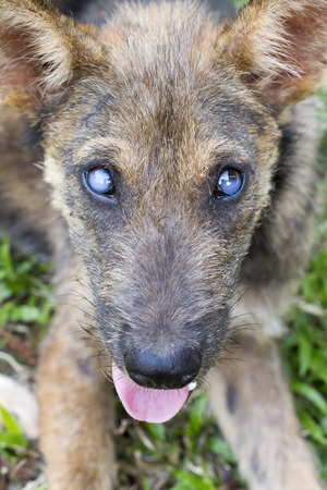 Cataract Dogの写真素材