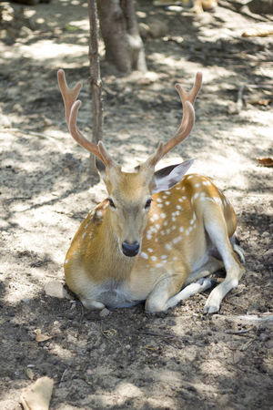 Thai Deerの写真素材