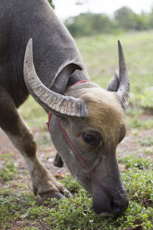 Thai Buffaloの写真素材