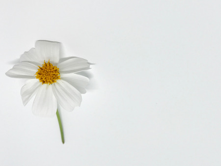 white flower with yellow pollenの写真素材