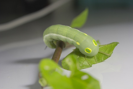 Green worm with leavesの写真素材