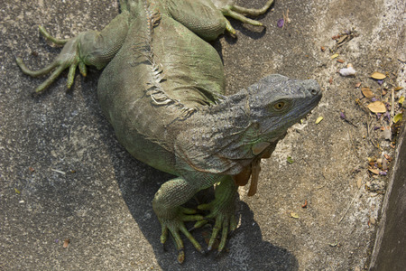 Green iguanaの写真素材