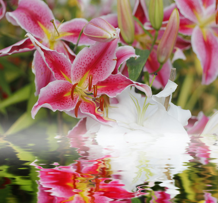 Lily pink flower with water reflectの写真素材