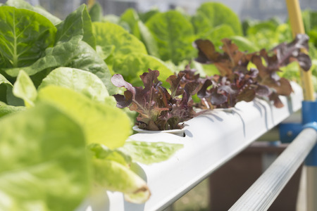 Lettuce plants in a hydroponic garden , leaf green oak (green) ,RedOak(Starix) RedCoral(Rasta) (red).の写真素材