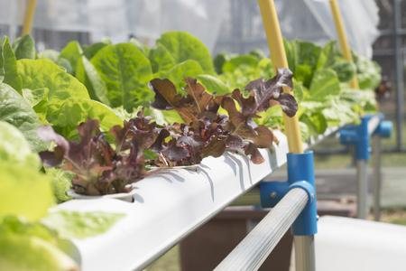 Lettuce plants in a hydroponic garden , leaf green oak (green) ,RedOak(Starix) RedCoral(Rasta) (red).の写真素材