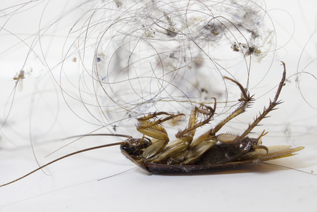 Dead cockroach.