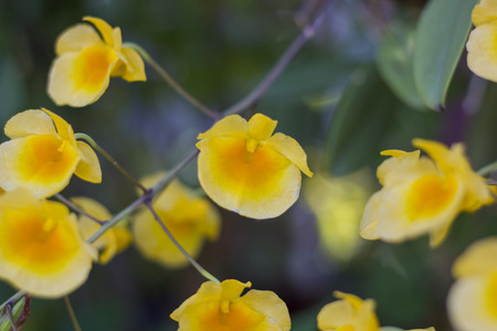 Yellow orchid native - September 26, 2013 - Orchid Dendrobium , Orchidaceae native of northern Thailand (Spot Focus)の写真素材