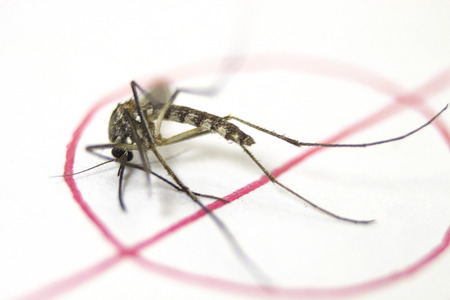 mosquitoes with mosquito warningの写真素材