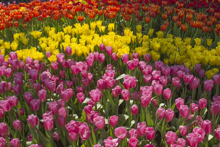 Colorful Tulips flowerの写真素材