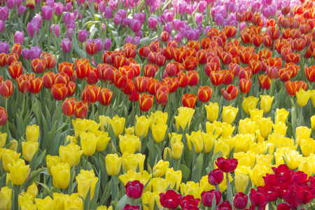Colorful Tulipsの写真素材