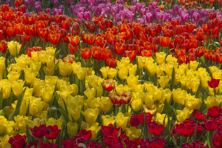 Tulipsの写真素材