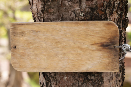 wood tag on tree in parkの写真素材