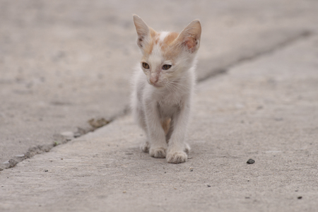 little brown with white kittenの写真素材