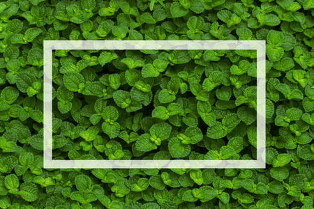 Green bush wallpaper