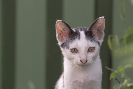 Black and white cat in green backgroundの写真素材