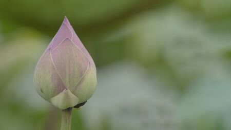 Pink lotus flower on green backgroundの写真素材