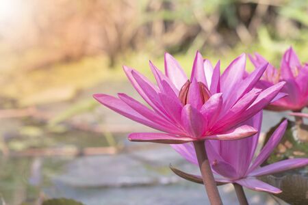 Pink lotus flowerの写真素材