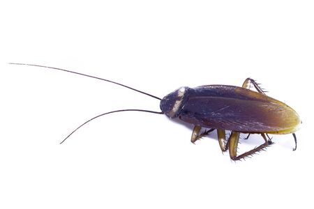 cockroach on white background