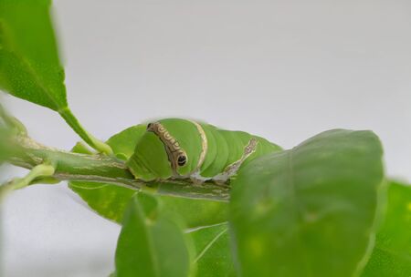 Green caterpillar_Larva of the swallowtail butterfly close-up on the branch of the lime.の写真素材