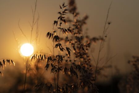 The top of the grass at sunsetの写真素材