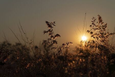 The top of the grass at sunsetの写真素材