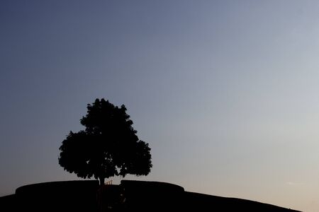Silhouette big tree against the night sky background. Blue toned photo.の写真素材