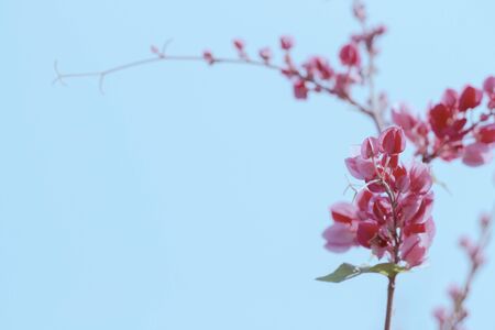 Antigonon leptopus Hook.Et Arn flower in autumn .