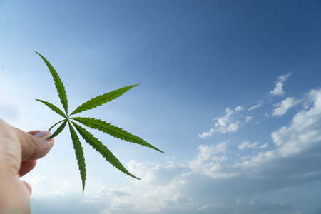 Marijuana leaf. A story of freedom.の写真素材