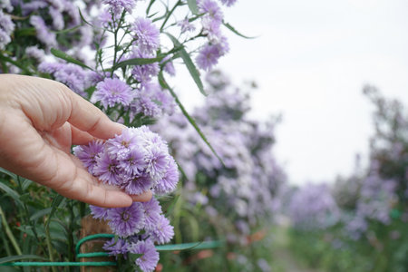 Gardeners are checking for pests and diseases in flower gardens