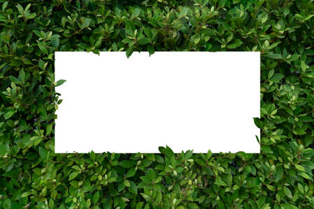 Leaf background And white paperの写真素材