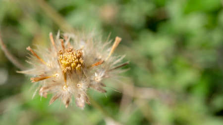 Weed seeds ( Tridax Procumbens) in the sunlightの写真素材