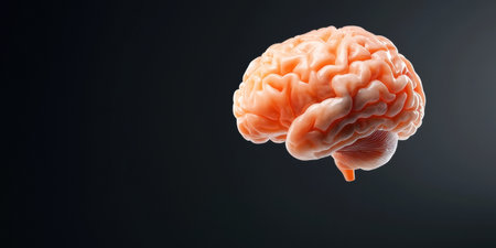 Human brain on a dark background. 3d rendering, 3d illustration. AI Gen.の写真素材