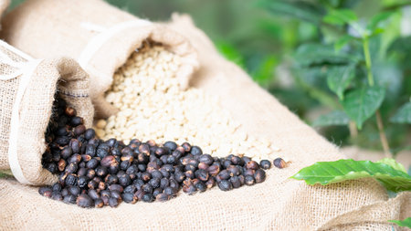 Black coffee beans in sack bag with green leaf background, Selective focusの写真素材