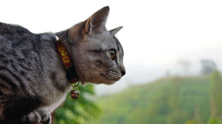 The hunter cat watch something that he has interest in the morningの写真素材