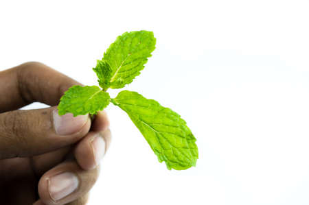 The green fresh vegetable isolated on handの写真素材