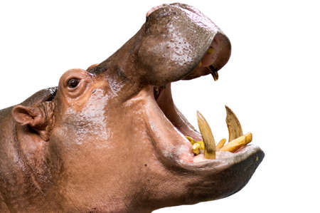 The close up hippo feeding isolated on white の写真素材
